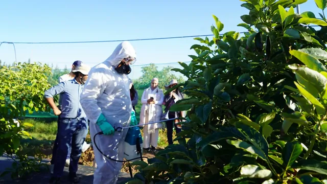 Plant protection product efficacy trial in Morocco