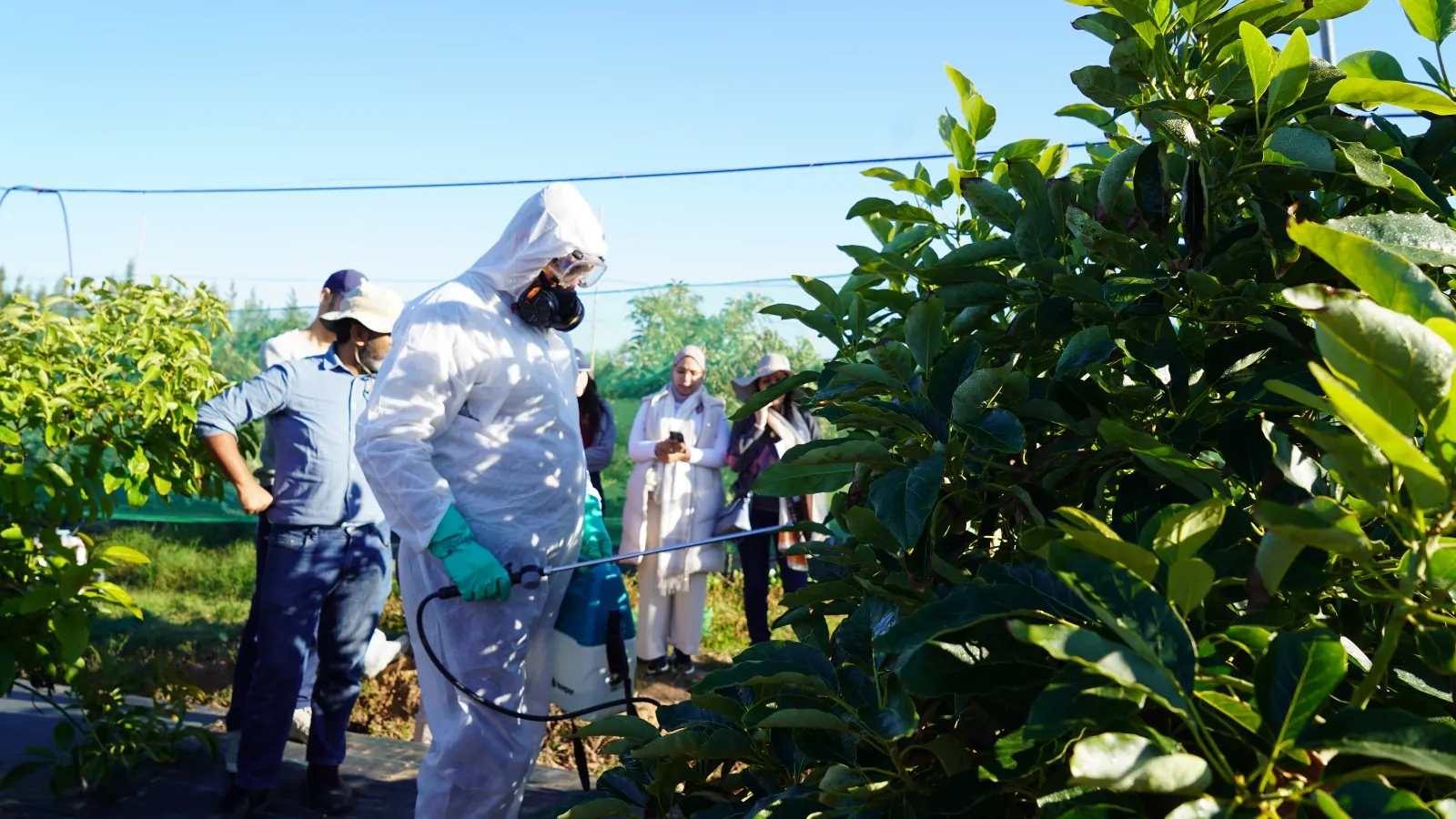 Essai d’efficacité d’un produit phytopharmaceutique au Maroc