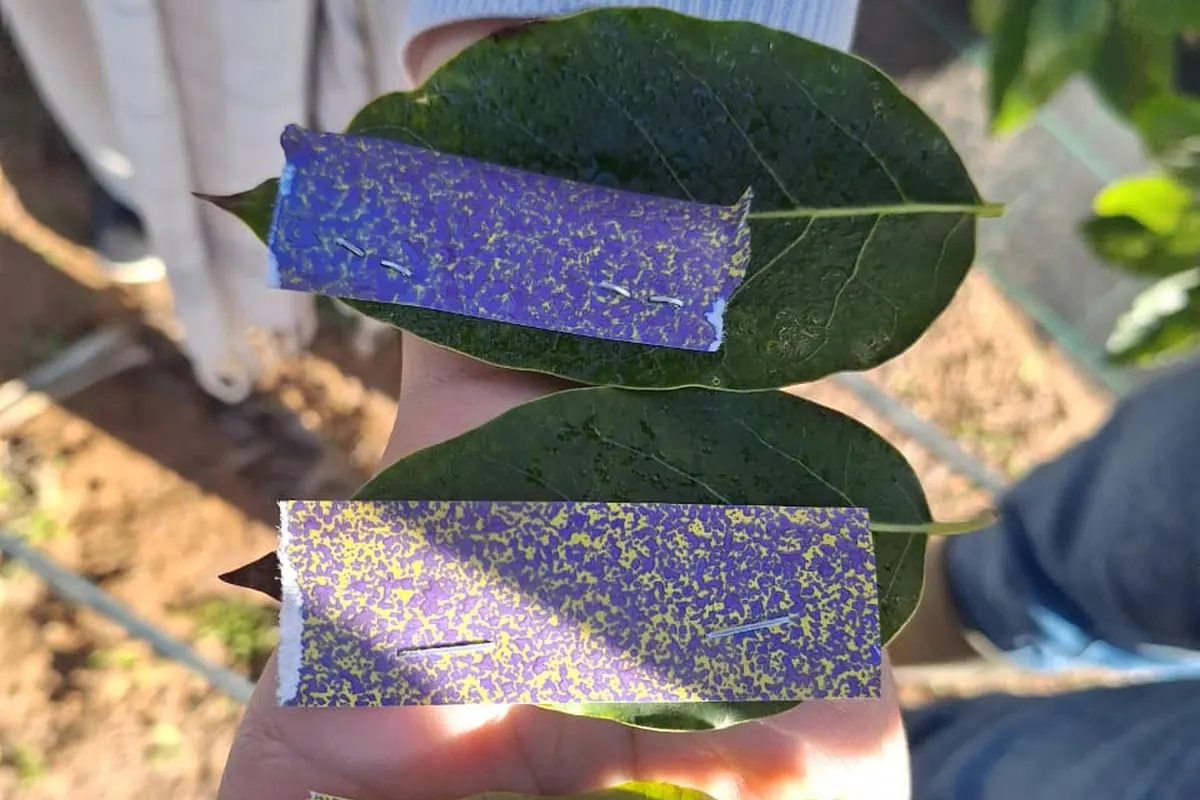 Pièges sur feuilles utilisés pour le suivi des insectes pendant un essai BPE
