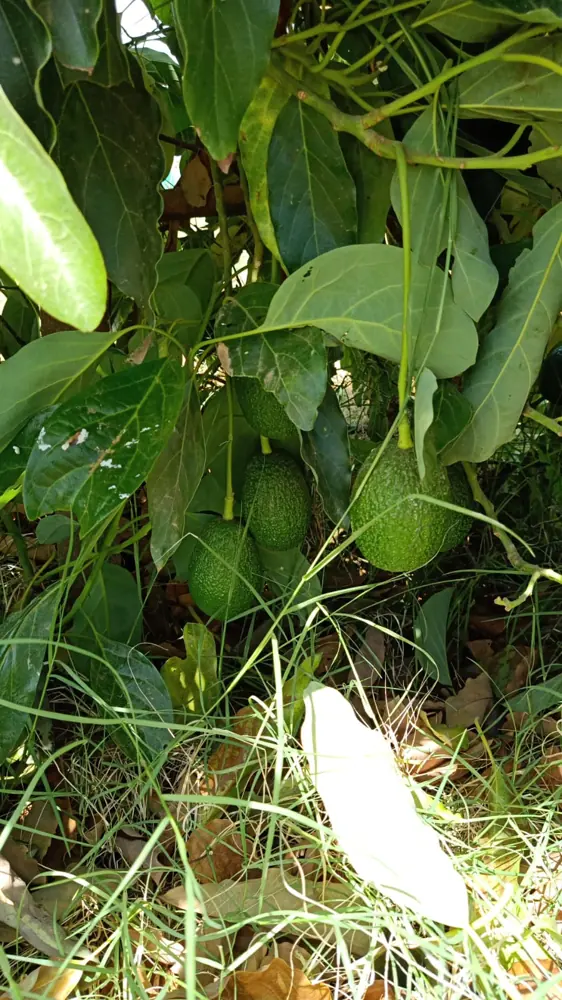 Cucumber crop