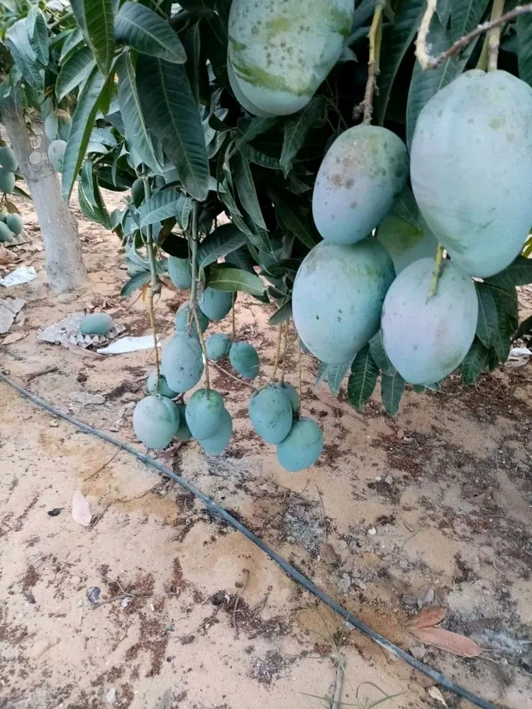 Mangoes on the tree