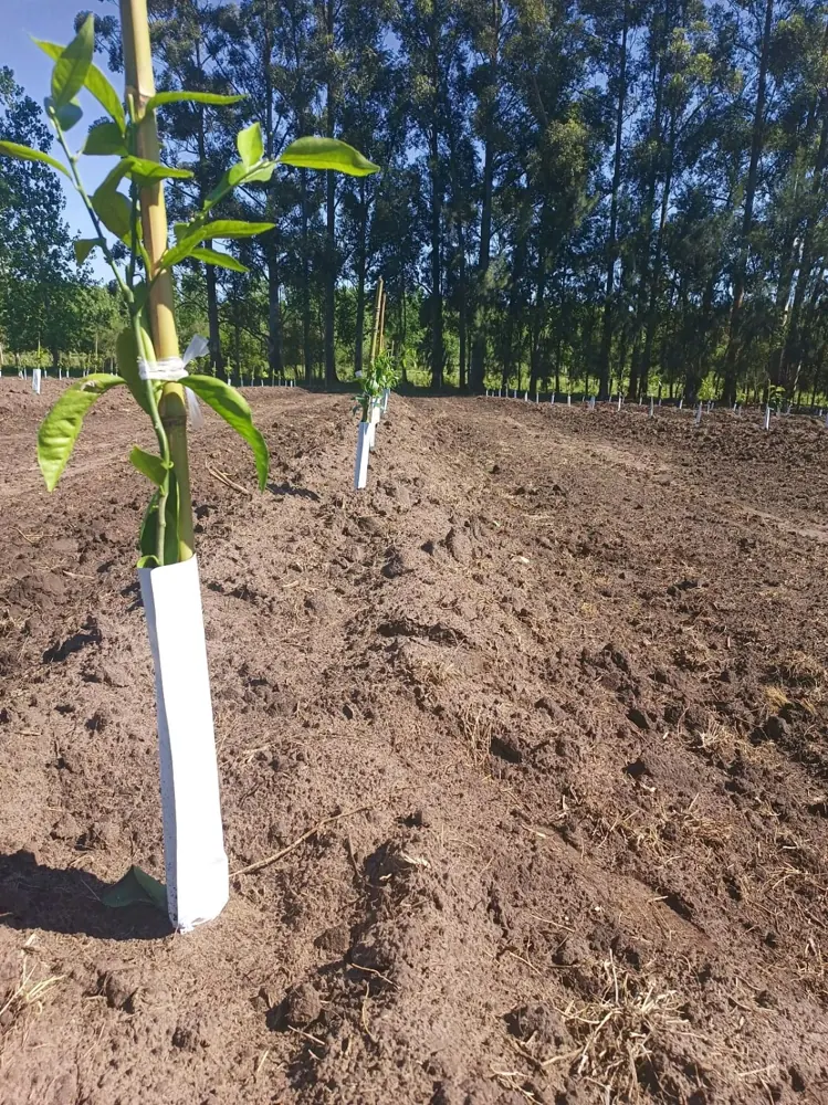 Young tree and cultivated soil