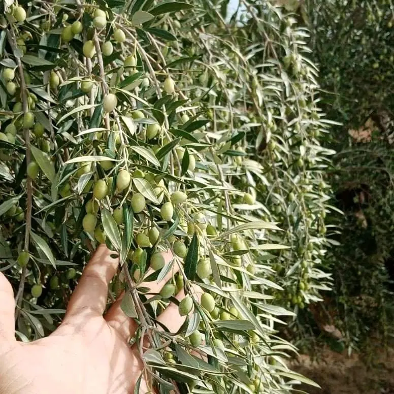 Olive tree and fruit
