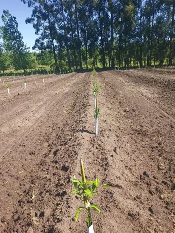 Young tree plot